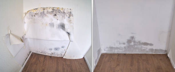  , USA Mold Removal Pros